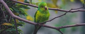 Preview wallpaper parrot, bird, green, branch