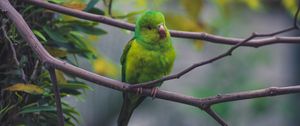 Preview wallpaper parrot, bird, green, branch