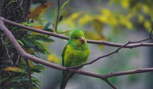 Preview wallpaper parrot, bird, green, branch