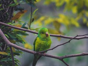 Preview wallpaper parrot, bird, green, branch