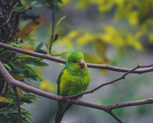 Preview wallpaper parrot, bird, green, branch