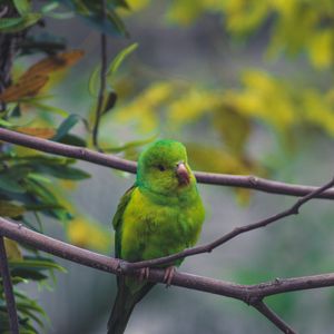 Preview wallpaper parrot, bird, green, branch