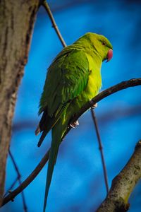 Preview wallpaper parrot, bird, green, branches