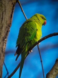 Preview wallpaper parrot, bird, green, branches