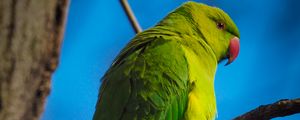 Preview wallpaper parrot, bird, green, branches