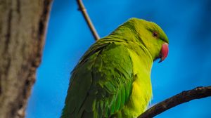 Preview wallpaper parrot, bird, green, branches