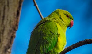 Preview wallpaper parrot, bird, green, branches