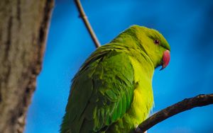 Preview wallpaper parrot, bird, green, branches