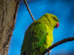 Preview wallpaper parrot, bird, green, branches