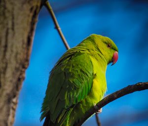 Preview wallpaper parrot, bird, green, branches