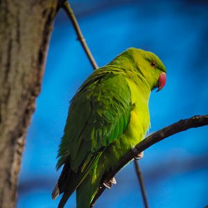 Preview wallpaper parrot, bird, green, branches