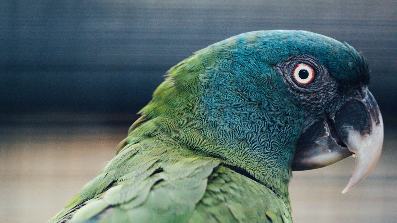 Wallpaper parrot, bird, green, blue