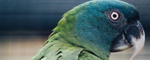 Preview wallpaper parrot, bird, green, blue