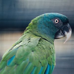 Preview wallpaper parrot, bird, green, blue
