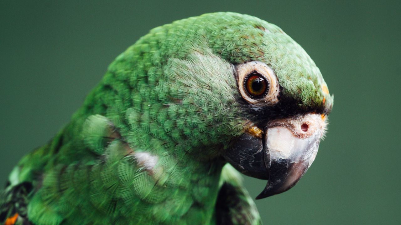 Wallpaper parrot, bird, green, wildlife