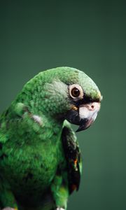 Preview wallpaper parrot, bird, green, wildlife