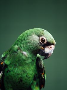 Preview wallpaper parrot, bird, green, wildlife