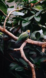 Preview wallpaper parrot, bird, leaves, branches