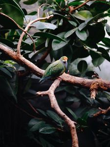 Preview wallpaper parrot, bird, leaves, branches