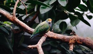 Preview wallpaper parrot, bird, leaves, branches