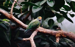 Preview wallpaper parrot, bird, leaves, branches