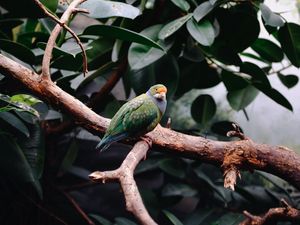 Preview wallpaper parrot, bird, leaves, branches