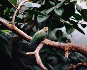 Preview wallpaper parrot, bird, leaves, branches