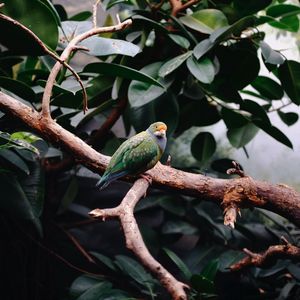 Preview wallpaper parrot, bird, leaves, branches