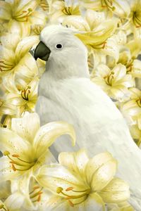 Preview wallpaper parrot, bird, lilies, art