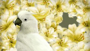 Preview wallpaper parrot, bird, lilies, art