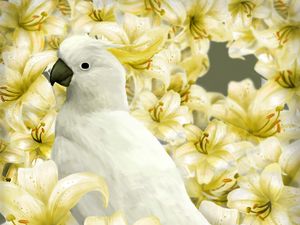 Preview wallpaper parrot, bird, lilies, art