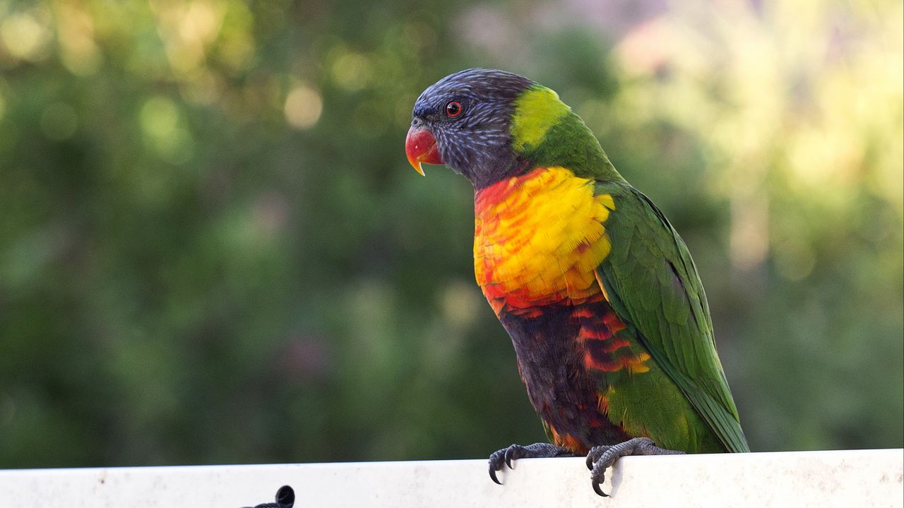 Wallpaper parrot, bird, multicolored