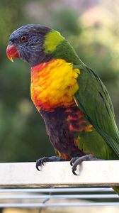 Preview wallpaper parrot, bird, multicolored