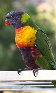 Preview wallpaper parrot, bird, multicolored