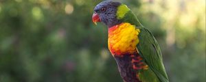 Preview wallpaper parrot, bird, multicolored