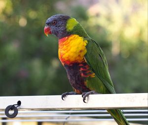 Preview wallpaper parrot, bird, multicolored