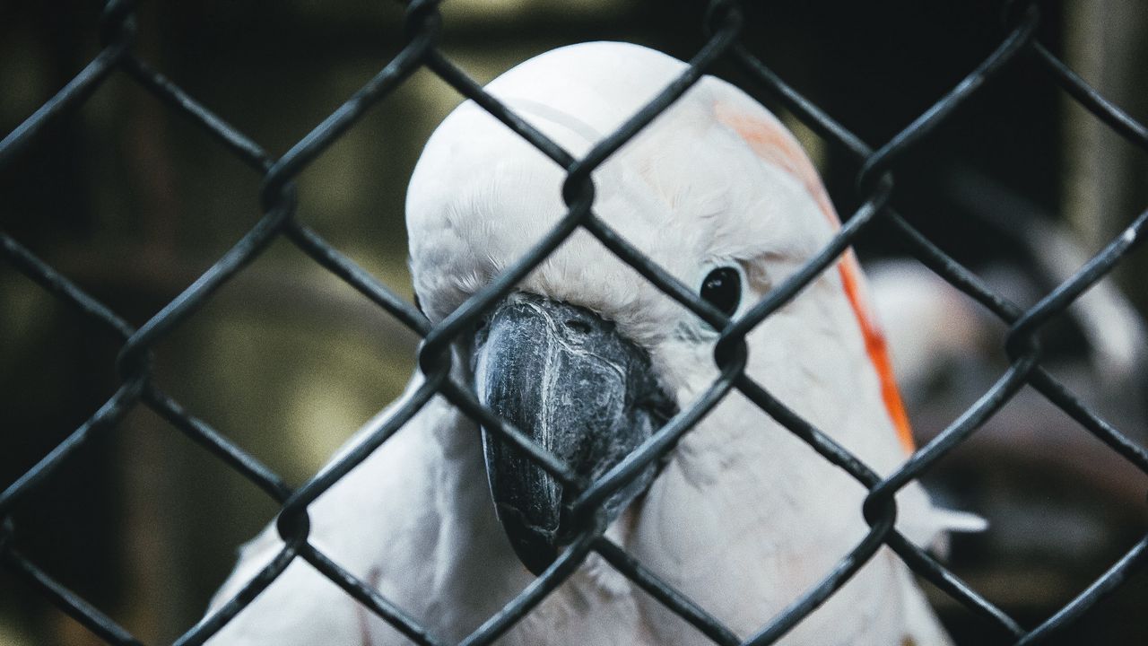 Wallpaper parrot, bird, net, beak