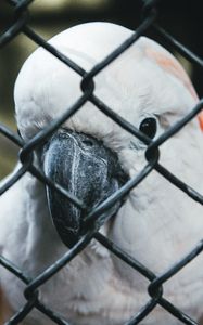 Preview wallpaper parrot, bird, net, beak