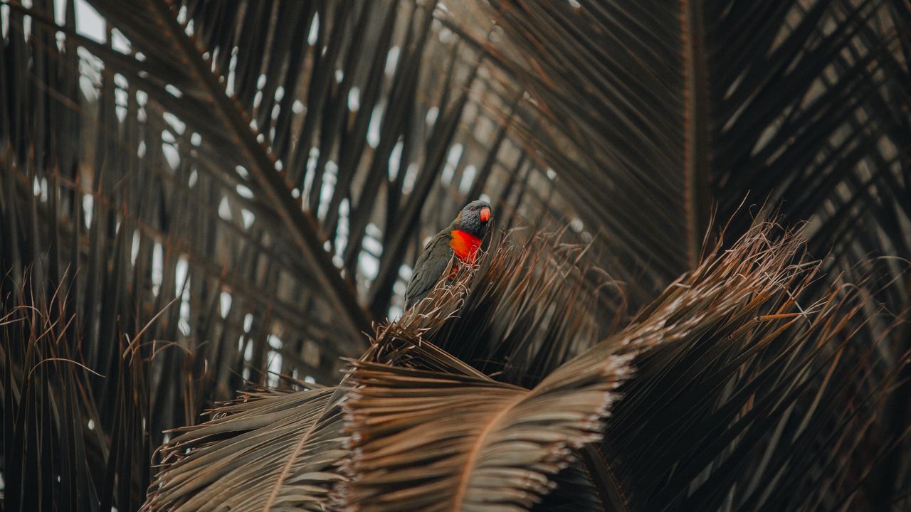 Wallpaper parrot, bird, palm, tree