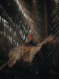 Preview wallpaper parrot, bird, palm, tree