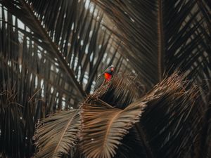 Preview wallpaper parrot, bird, palm, tree