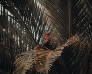 Preview wallpaper parrot, bird, palm, tree