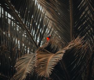 Preview wallpaper parrot, bird, palm, tree