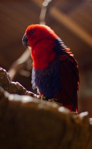 Preview wallpaper parrot, bird, red, blur, plumage