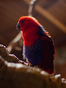 Preview wallpaper parrot, bird, red, blur, plumage