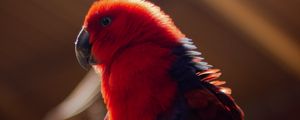 Preview wallpaper parrot, bird, red, blur, plumage