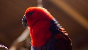 Preview wallpaper parrot, bird, red, blur, plumage