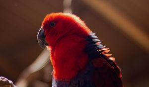 Preview wallpaper parrot, bird, red, blur, plumage
