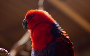 Preview wallpaper parrot, bird, red, blur, plumage