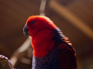 Preview wallpaper parrot, bird, red, blur, plumage